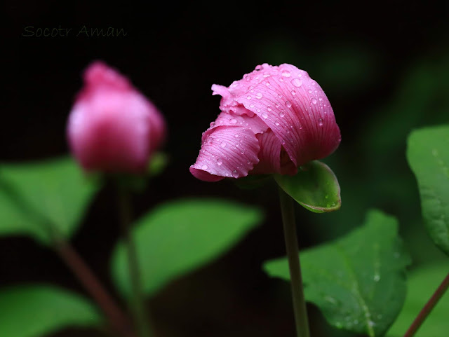 Paeonia obovata