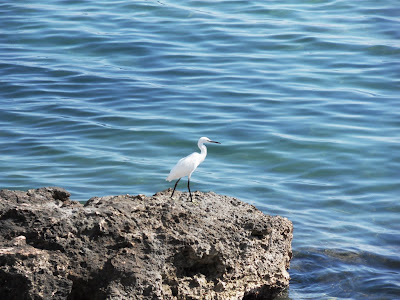 Heron waiting for us at Santa Eulalia