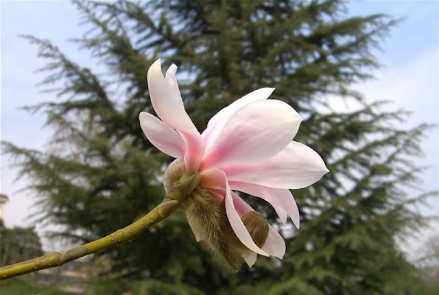 Magnolia Flower Pictures