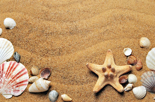 assortment of shells on sand