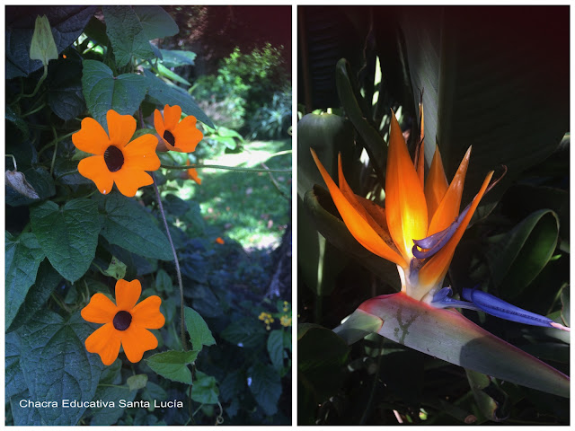 Ojos de poeta (thunbergia alata) / Flor de pajarito (Strelitzia regine)-Chacra Educativa Santa Lucía