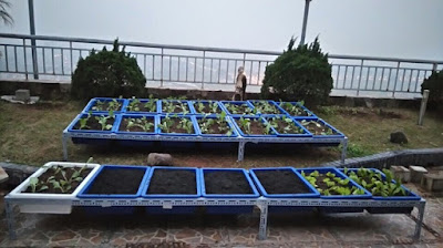 Dự án thi công trồng rau sạch tại xala