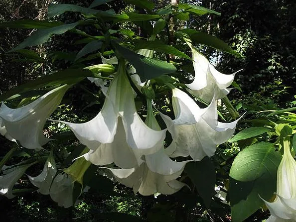 flor planta venenosa