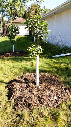 asian pear tree