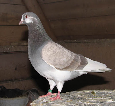 Portuguese Tumbler Pigeon