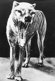 Tasmanian Tiger