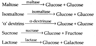 Solutions Class 11 Biology Chapter -16 (Digestion and Absorption)