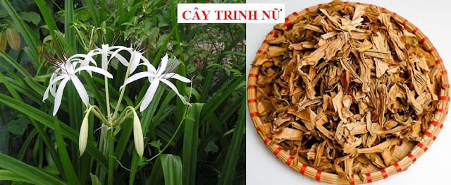 PHÒNG CHỮA BỆNH NHỜ RAU CỦ QUẢ QUANH TA - CÂY TRINH NỮ
