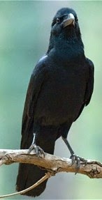 Burung Gagak Berbulu Hitam - Blog Buku Anak