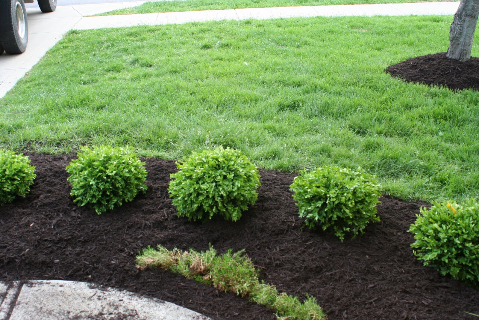 1 Landscaping 20 Cozy Green Shrubs For Landscaping Images 