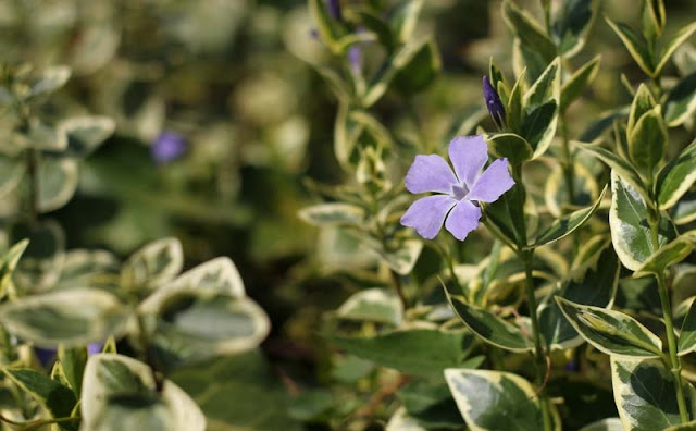 Vinca Major Variegata