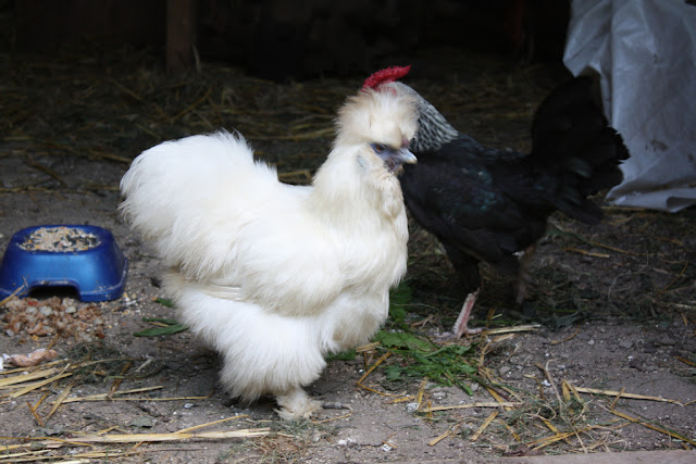 Silkie chicken