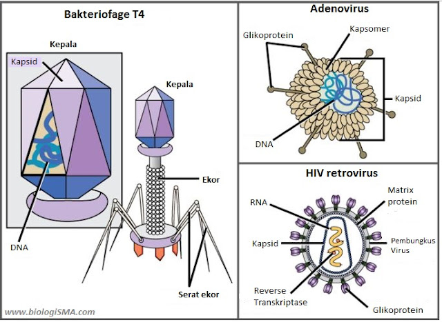 Struktur Virus 