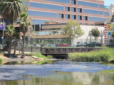 La Brea Tar Pits, Los Angeles