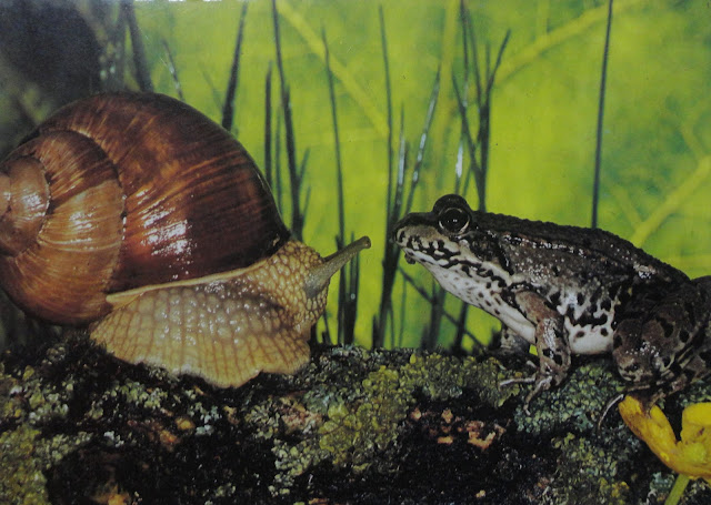 Frog & Snail postcard