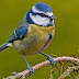 British Birds Wallpapers Free Download For PC 