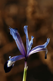 Iris bakeriana