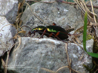 Carabus (Chrysocarabus) auronitens escheri DSC84111