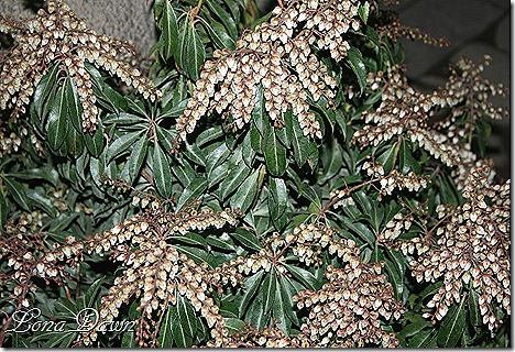 HGS_Pieris_Japonia