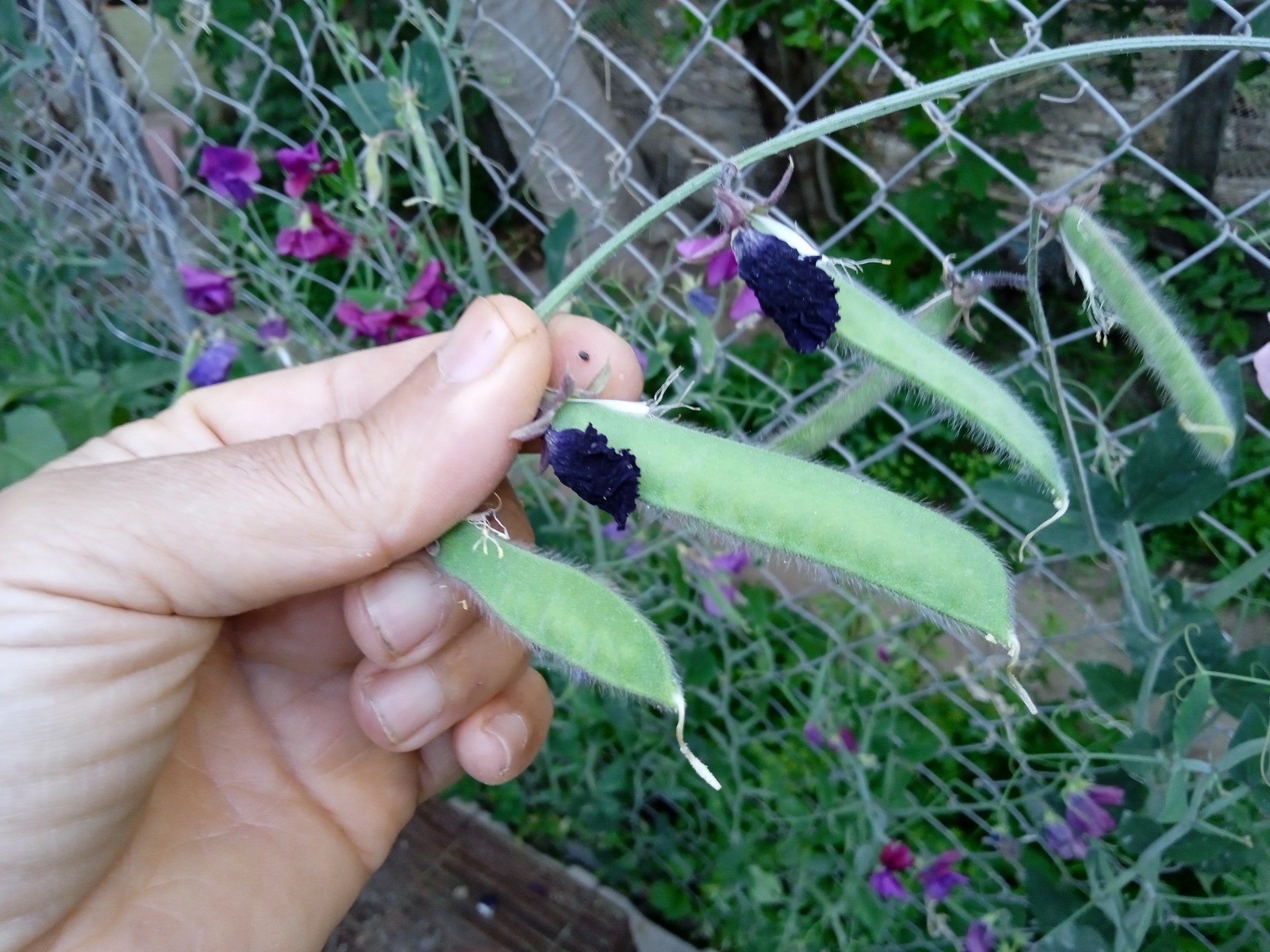 Select a few of your healthy, robust and beloved sweet peas plants and stop deadheading them. Wait until the flower dies. The seedpods will begin to form.