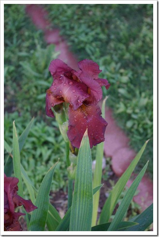 rust iris