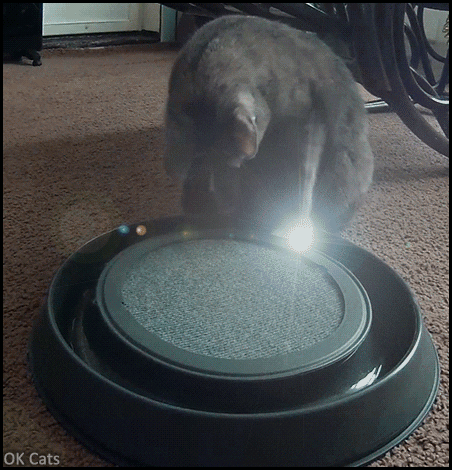 Art Cat GIF • Cat discovers a new crazy circle cat toy. It's fun,  I must catch it, I never give up! [ok-cats.com]
