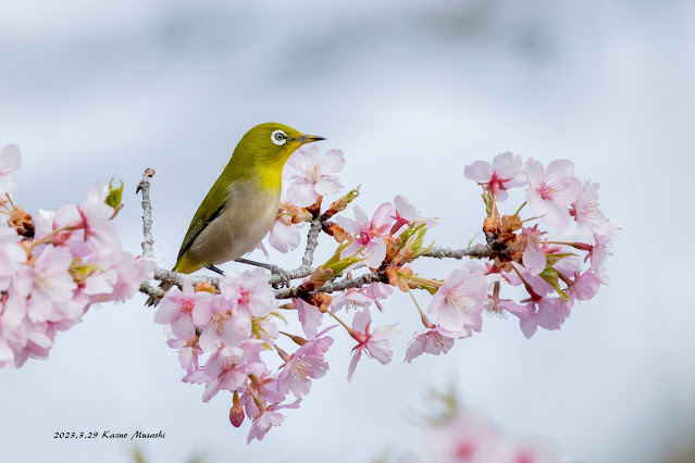 目の前の河津桜に止まってくれたメジロです