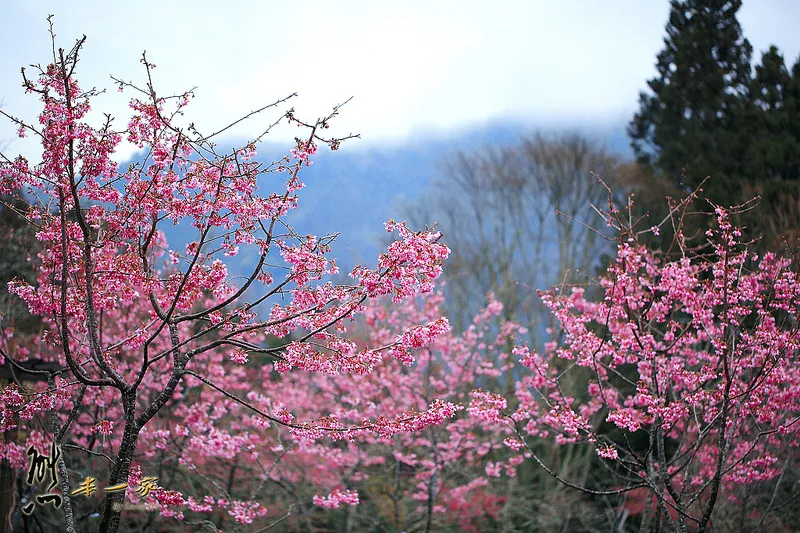 阿里山國家森林遊樂區櫻花季｜阿里山櫻王