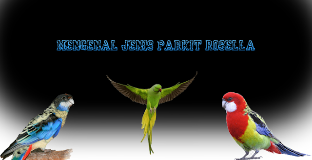 Mengenal Jenis Parkit Rosella