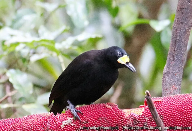 Long-tailed Paradigala (Paradigala carunculata)