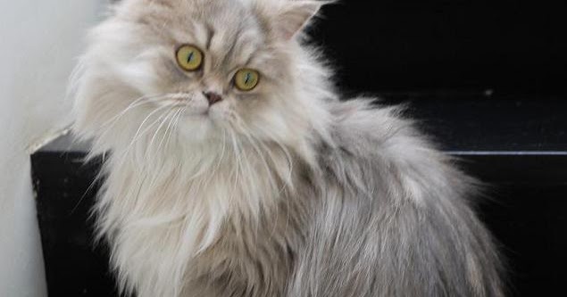 Foto-foto kucing Persia lucu | DUNIA MEONG