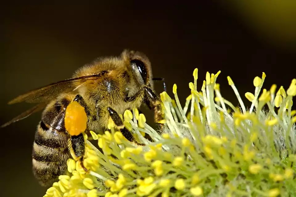 Bees Love Dandelions, According To Science