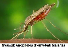 Nyamuk Malaria Anopheles