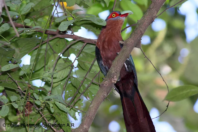 Chestnut-breasted Malkoha (Phaenicophaeus curvirostris) 