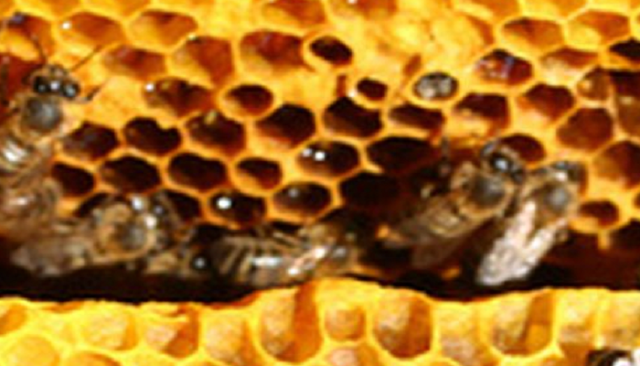 Mundwinkelrhagaden behandlung Bienen-Propolis