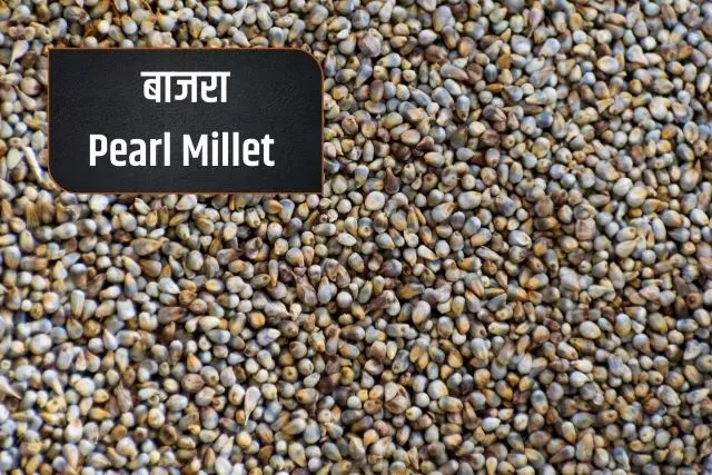 Pearl Millet- Types of Millets in Hindi