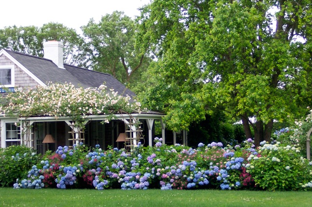 The Enchanted Home: 30 heavenly reasons why I love hydrangeas!