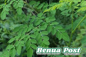 Daun Kelor, "Superfood" Lokal Kaya Manfaat untuk Kesehatan Tubuh