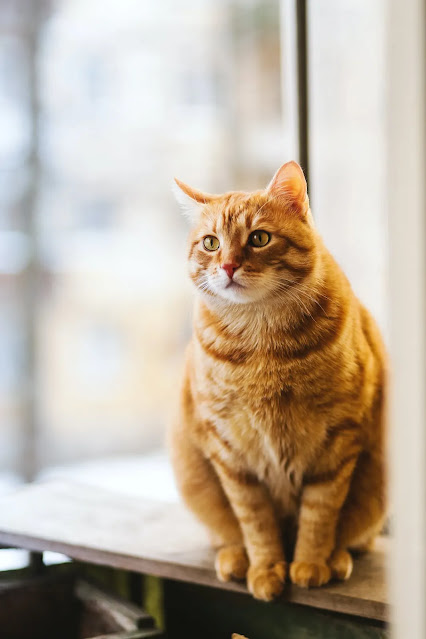 How to Clean Your Cat Without Water