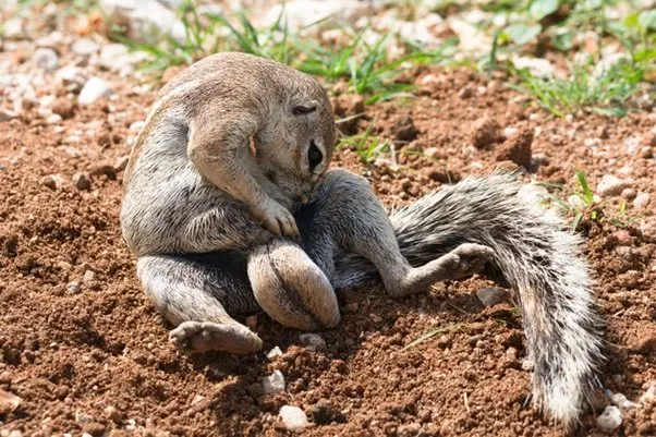 Male cape ground squirrel