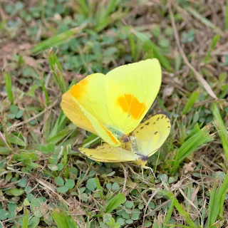 two yellow butterflies in grass