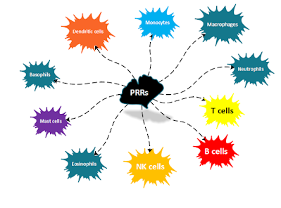 Types of Pattern recognition receptors image by Anant kumar - Replico