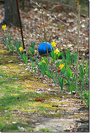WoodlandDaffodils2