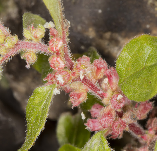 Pellitory-of-the-Wall, Parietaria judaica.  Hayes churchyard wall, 25 June 2016.