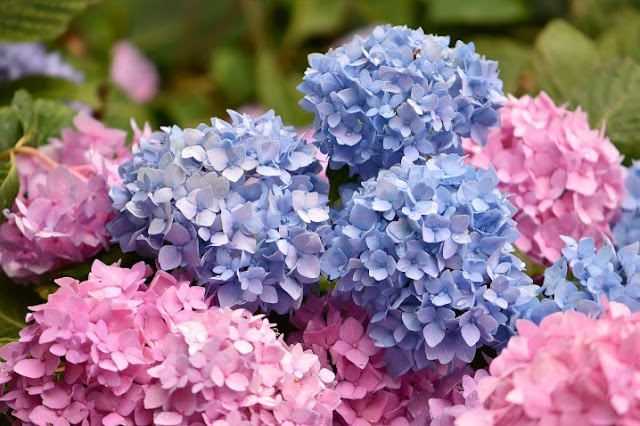 Гортензия крупнолистная (Hydrangea macrophylla)