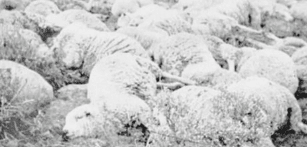 The Conspiracy and the Dark Mystery of the Dugway Sheep Incident