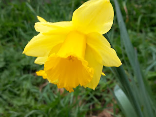 Yellow daffodil