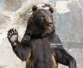   ussuri brown bear, ezo brown bear, japanese black bear, bears in japan map, japanese bear rilakkuma, how did bears get to japan, japanese bear cartoon, siberian tiger kills polar bear, japan bear mascot