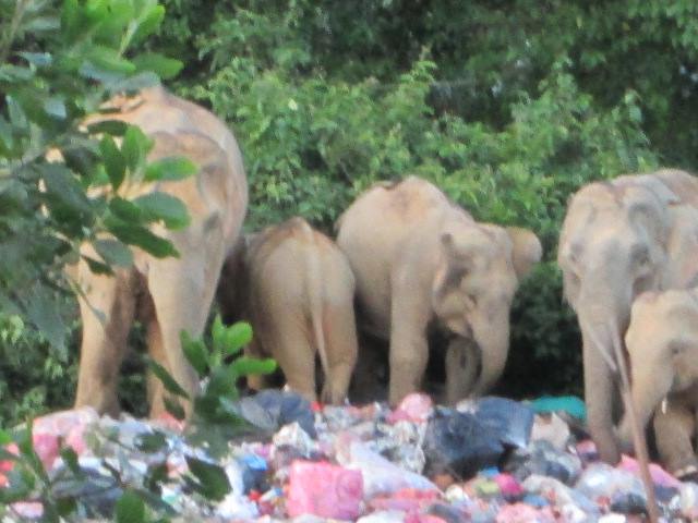 Buang Sampah kalau Nak Tengok Gajah