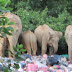 Buang Sampah kalau Nak Tengok Gajah